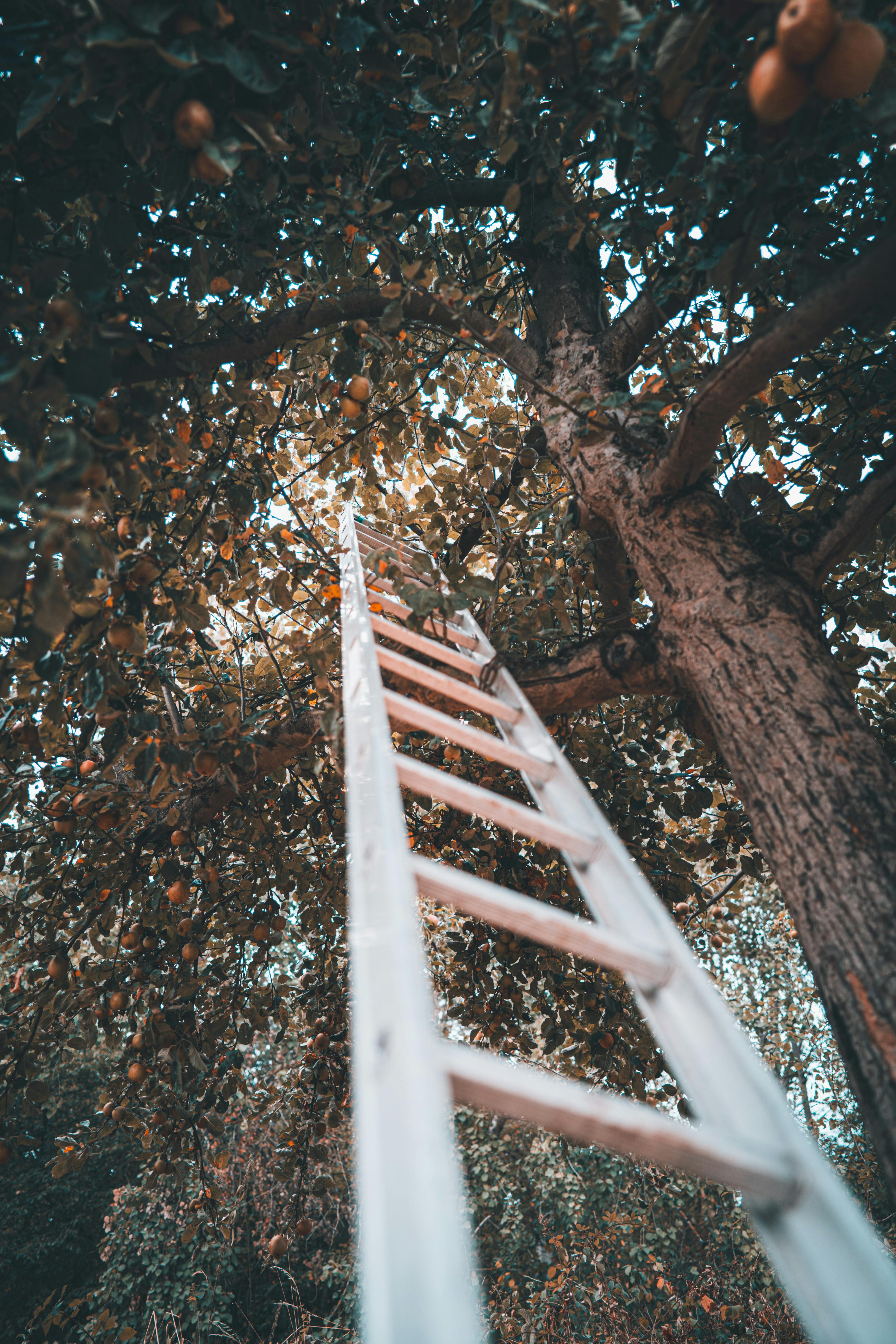 Die Leiter brauchen wir erst, wenn wir keine Digitalisierungschancen mehr vom Boden aus pflücken können.